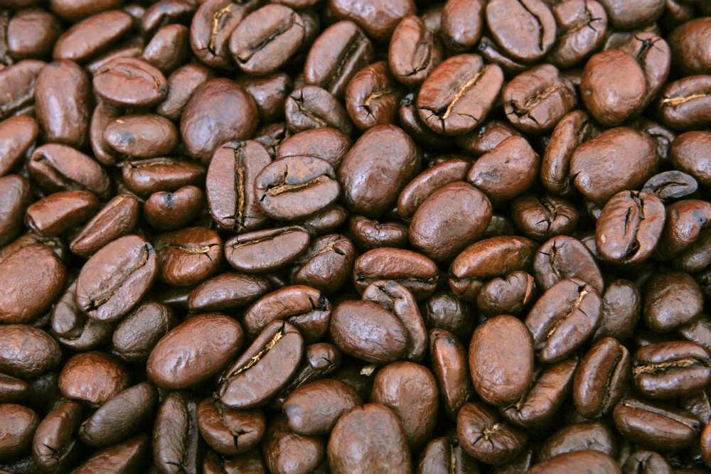Il Kopi Luwak, uno dei caffè più costosi al mondo